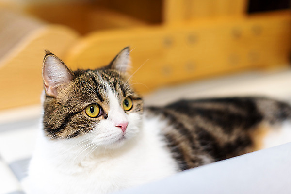 포토 JPG 한마리 응시 실내 사람없음 앞모습 반려동물 귀여움 고양이 동물라이프 반려 반려묘 스코티쉬스트레이트 국내포토 동물 1 라이프스타일 시선 뷰포인트 컨셉 포유류 내부 파일형식