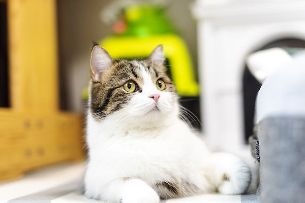 포토 JPG 한마리 응시 실내 사람없음 앞모습 반려동물 귀여움 고양이 동물라이프 반려 반려묘 스코티쉬스트레이트 국내포토 동물 1 라이프스타일 시선 뷰포인트 컨셉 포유류 내부 파일형식