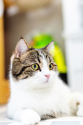 포토 JPG 한마리 응시 실내 사람없음 앞모습 아웃포커스 반려동물 귀여움 고양이 동물라이프 반려 반려묘 스코티쉬스트레이트 국내포토 동물 1 라이프스타일 시선 뷰포인트 컨셉 포유류 촬영기법 내부 파일형식