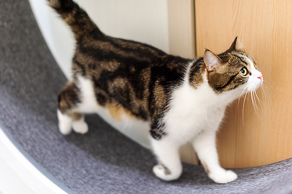 포토 JPG 한마리 응시 실내 사람없음 옆모습 반려동물 운동 귀여움 고양이 동물라이프 러닝 반려 반려묘 스코티쉬스트레이트 캣휠 국내포토 반려용품 동물 1 라이프스타일 시선 뷰포인트 컨셉 포유류 건강 내부 오브젝트 파일형식