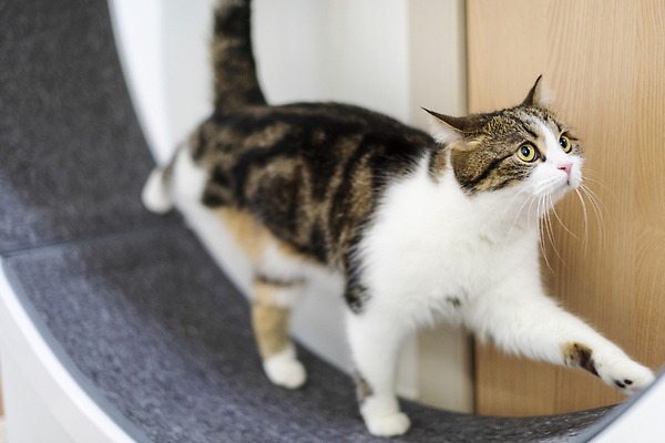 포토 JPG 한마리 응시 실내 사람없음 옆모습 반려동물 운동 귀여움 고양이 동물라이프 러닝 반려 반려묘 스코티쉬스트레이트 캣휠 국내포토 반려용품 동물 1 라이프스타일 시선 뷰포인트 컨셉 포유류 건강 내부 오브젝트 파일형식