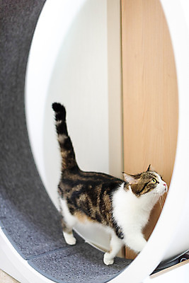 포토 JPG 한마리 응시 실내 사람없음 옆모습 반려동물 운동 귀여움 고양이 동물라이프 러닝 반려 반려묘 스코티쉬스트레이트 캣휠 국내포토 반려용품 동물 1 라이프스타일 시선 뷰포인트 컨셉 포유류 건강 내부 오브젝트 파일형식