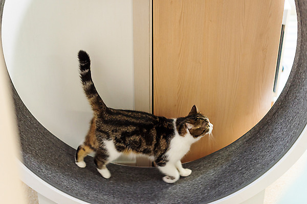 포토 JPG 한마리 응시 실내 사람없음 옆모습 반려동물 운동 귀여움 고양이 동물라이프 러닝 반려 반려묘 스코티쉬스트레이트 캣휠 국내포토 반려용품 동물 1 라이프스타일 시선 뷰포인트 컨셉 포유류 건강 내부 오브젝트 파일형식