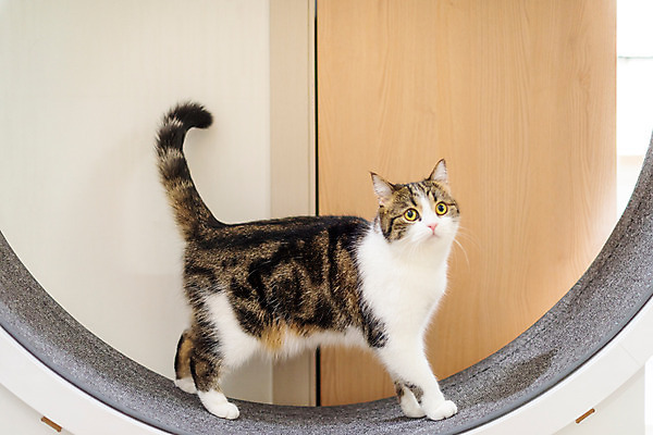 포토 JPG 한마리 응시 실내 사람없음 옆모습 반려동물 운동 귀여움 고양이 동물라이프 러닝 반려 반려묘 스코티쉬스트레이트 캣휠 국내포토 반려용품 동물 1 라이프스타일 시선 뷰포인트 컨셉 포유류 건강 내부 오브젝트 파일형식