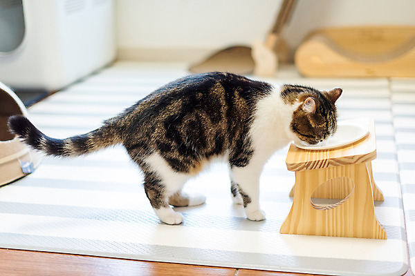 포토 JPG 한마리 응시 실내 사람없음 옆모습 반려동물 운동 귀여움 고양이 동물라이프 러닝 반려 반려묘 스코티쉬스트레이트 국내포토 동물 1 라이프스타일 시선 뷰포인트 컨셉 포유류 건강 내부 파일형식