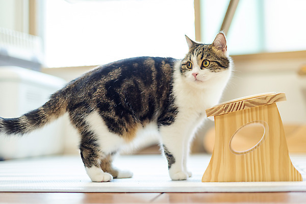 포토 JPG 한마리 응시 실내 사람없음 옆모습 반려동물 운동 귀여움 고양이 동물라이프 러닝 반려 반려묘 스코티쉬스트레이트 국내포토 동물 1 라이프스타일 시선 뷰포인트 컨셉 포유류 건강 내부 파일형식