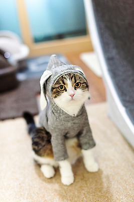 포토 JPG 한마리 응시 옷 실내 사람없음 앞모습 반려동물 하이앵글 귀여움 고양이 동물라이프 반려 반려묘 스코티쉬스트레이트 국내포토 동물 1 라이프스타일 시선 뷰포인트 컨셉 포유류 내부 파일형식