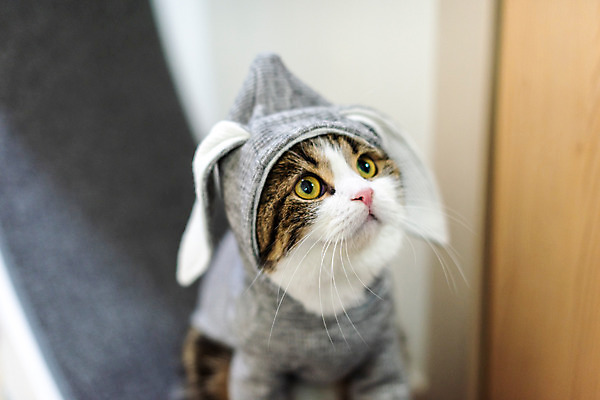 포토 JPG 한마리 응시 옷 실내 사람없음 앞모습 반려동물 귀여움 고양이 동물라이프 반려 반려묘 스코티쉬스트레이트 캣휠 국내포토 반려용품 동물 1 라이프스타일 시선 뷰포인트 컨셉 포유류 내부 오브젝트 파일형식