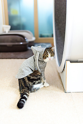 포토 JPG 한마리 응시 옷 실내 사람없음 뒷모습 반려동물 귀여움 고양이 동물라이프 반려 반려묘 스코티쉬스트레이트 캣휠 국내포토 반려용품 동물 1 라이프스타일 시선 뷰포인트 컨셉 포유류 내부 오브젝트 파일형식