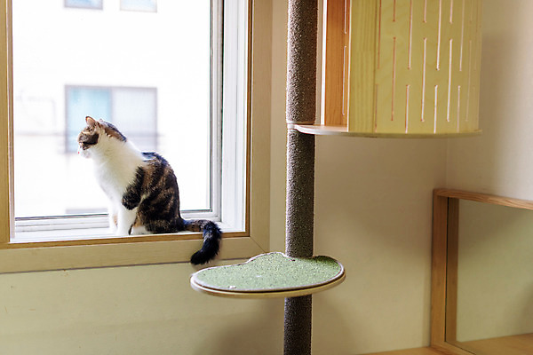 포토 동물 1 라이프스타일 시선 뷰포인트 컨셉 포유류 내부 반려동물 고양이 오브젝트 파일형식 반려용품 귀여움 사람없음 JPG 옆모습 실내 반려묘 스코티쉬스트레이트 한마리 동물라이프 캣타워 창문 응시 반려 국내포토