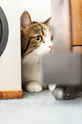 포토 JPG 한마리 응시 실내 사람없음 옆모습 반려동물 귀여움 고양이 동물라이프 반려 숨기 반려묘 스코티쉬스트레이트 국내포토 동물 1 라이프스타일 시선 뷰포인트 컨셉 포유류 모션 내부 파일형식