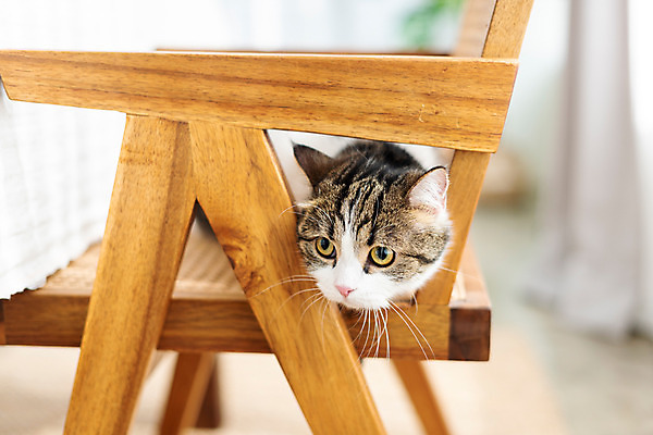 포토 JPG 한마리 응시 의자 실내 사람없음 앞모습 반려동물 귀여움 고양이 동물라이프 반려 숨기 반려묘 스코티쉬스트레이트 국내포토 동물 1 라이프스타일 시선 뷰포인트 가구 컨셉 포유류 모션 내부 파일형식