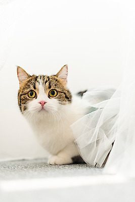 포토 JPG 한마리 응시 실내 사람없음 앞모습 반려동물 귀여움 고양이 커튼 동물라이프 반려 반려묘 스코티쉬스트레이트 국내포토 동물 1 라이프스타일 시선 뷰포인트 컨셉 포유류 내부 파일형식