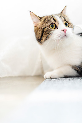 포토 JPG 한마리 응시 실내 사람없음 옆모습 반려동물 귀여움 고양이 커튼 동물라이프 반려 반려묘 스코티쉬스트레이트 국내포토 동물 1 라이프스타일 시선 뷰포인트 컨셉 포유류 내부 파일형식