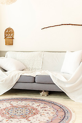 포토 JPG 한마리 응시 실내 사람없음 앞모습 반려동물 소파 귀여움 고양이 동물라이프 반려 반려묘 스코티쉬스트레이트 국내포토 동물 1 라이프스타일 시선 뷰포인트 컨셉 의자 포유류 내부 파일형식