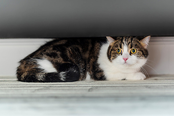 포토 JPG 한마리 응시 실내 사람없음 옆모습 반려동물 소파 귀여움 고양이 동물라이프 반려 반려묘 스코티쉬스트레이트 국내포토 동물 1 라이프스타일 시선 뷰포인트 컨셉 의자 포유류 내부 파일형식