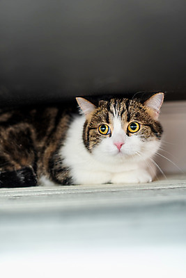 포토 JPG 한마리 응시 실내 사람없음 옆모습 반려동물 소파 귀여움 고양이 동물라이프 반려 반려묘 스코티쉬스트레이트 국내포토 동물 1 라이프스타일 시선 뷰포인트 컨셉 의자 포유류 내부 파일형식