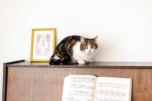 포토 JPG 한마리 응시 실내 사람없음 옆모습 반려동물 귀여움 고양이 피아노 동물라이프 반려 반려묘 스코티쉬스트레이트 국내포토 동물 1 라이프스타일 시선 뷰포인트 컨셉 포유류 내부 건반악기 파일형식