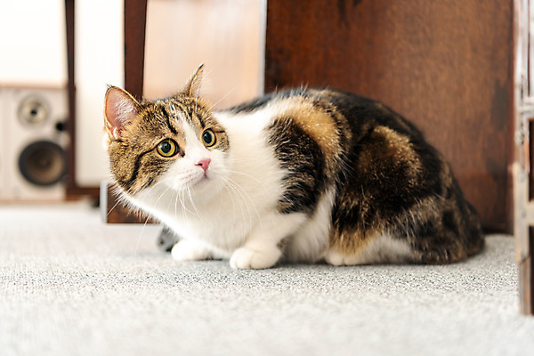 포토 JPG 한마리 응시 실내 사람없음 옆모습 반려동물 귀여움 고양이 피아노 동물라이프 반려 반려묘 스코티쉬스트레이트 국내포토 동물 1 라이프스타일 시선 뷰포인트 컨셉 포유류 내부 건반악기 파일형식