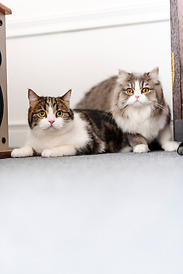 포토 JPG 응시 두마리 실내 사람없음 앞모습 반려동물 귀여움 고양이 동물라이프 반려 숨기 반려묘 스코티쉬스트레이트 국내포토 동물 라이프스타일 시선 뷰포인트 컨셉 2 포유류 모션 내부 파일형식