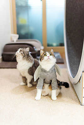 포토 JPG 응시 두마리 실내 사람없음 앞모습 반려동물 귀여움 고양이 올려보기 동물라이프 반려 반려묘 스코티쉬스트레이트 캣휠 국내포토 반려용품 동물 라이프스타일 시선 뷰포인트 컨셉 2 포유류 모션 내부 오브젝트 파일형식