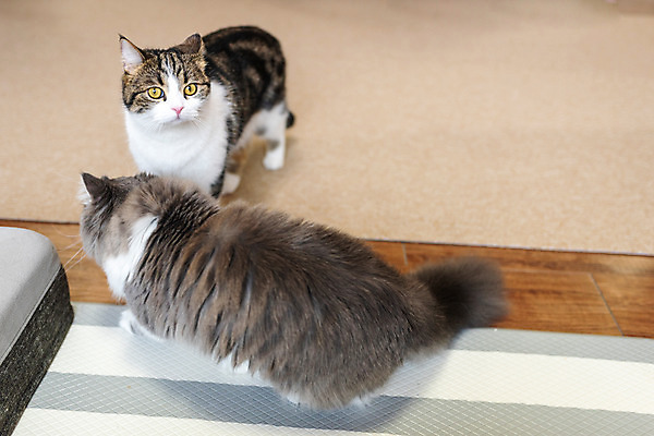 포토 JPG 응시 두마리 실내 사람없음 앞모습 뒷모습 반려동물 하이앵글 귀여움 고양이 동물라이프 반려 반려묘 스코티쉬스트레이트 국내포토 동물 라이프스타일 시선 뷰포인트 컨셉 2 포유류 내부 파일형식