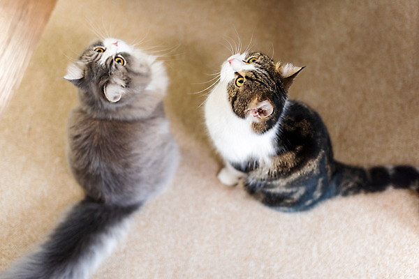 포토 JPG 응시 두마리 실내 사람없음 뒷모습 반려동물 하이앵글 귀여움 고양이 올려보기 기다림 동물라이프 반려 반려묘 스코티쉬스트레이트 국내포토 동물 라이프스타일 시선 뷰포인트 컨셉 2 포유류 모션 내부 파일형식