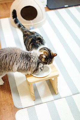 포토 JPG 응시 두마리 밥 실내 사람없음 반려동물 하이앵글 귀여움 고양이 밥그릇 동물라이프 반려 반려묘 스코티쉬스트레이트 국내포토 동물 라이프스타일 그릇 시선 음식 뷰포인트 컨셉 2 포유류 내부 파일형식