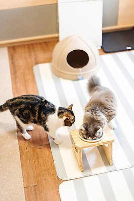 포토 JPG 응시 두마리 밥 실내 사람없음 반려동물 하이앵글 귀여움 고양이 밥그릇 동물라이프 반려 반려묘 스코티쉬스트레이트 국내포토 동물 라이프스타일 그릇 시선 음식 뷰포인트 컨셉 2 포유류 내부 파일형식