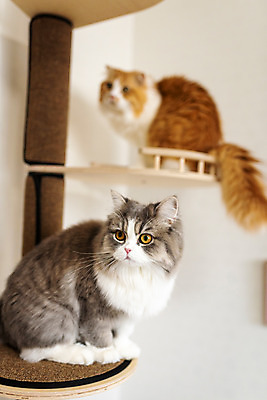 포토 JPG 응시 두마리 실내 사람없음 옆모습 아웃포커스 반려동물 귀여움 고양이 동물라이프 반려 캣타워 반려묘 스코티쉬스트레이트 국내포토 반려용품 동물 라이프스타일 시선 뷰포인트 컨셉 2 포유류 촬영기법 내부 오브젝트 파일형식