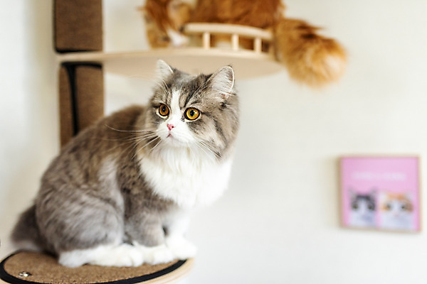 포토 JPG 응시 두마리 실내 사람없음 옆모습 아웃포커스 반려동물 귀여움 고양이 동물라이프 반려 캣타워 반려묘 스코티쉬스트레이트 국내포토 반려용품 동물 라이프스타일 시선 뷰포인트 컨셉 2 포유류 촬영기법 내부 오브젝트 파일형식