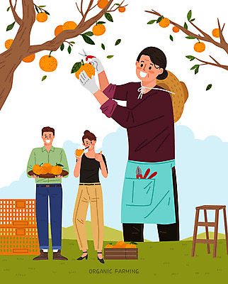 전신 나무 여자 남자 중년 오렌지 과일 일러스트 사다리 들기 사람 상반신 성인 세명 상자 수확 구매 오렌지주스 농부 고객 유기농 오렌지나무 국내일러스트 AI파일 식물 직업 웰빙 농업 모션 쇼핑 도구 과일주스 파일형식 벡터