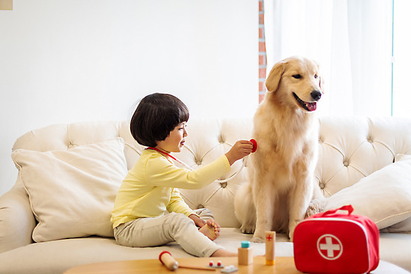 포토 JPG 전신 한마리 남자 반려견 어린이 가방 청진기 놀이 함께함 실내 한명 앉기 옆모습 반려동물 소파 놀이용품 진료 한국인 골든리트리버 강아지 즐거움 반려 병원놀이 소년한명만 국내포토 동물 1 잡화 감정 뷰포인트 컨셉 의자 의학 의료기기 모션 사람 동양인 내부 개 리트리버 오브젝트 남자한명만 소년만 파일형식