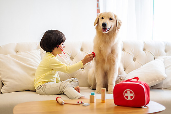 포토 JPG 전신 한마리 남자 반려견 어린이 가방 청진기 놀이 함께함 실내 한명 앉기 옆모습 반려동물 소파 놀이용품 진료 한국인 골든리트리버 강아지 즐거움 반려 병원놀이 소년한명만 국내포토 동물 1 잡화 감정 뷰포인트 컨셉 의자 의학 의료기기 모션 사람 동양인 내부 개 리트리버 오브젝트 남자한명만 소년만 파일형식