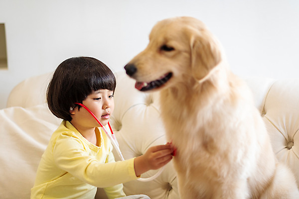 포토 JPG 한마리 남자 반려견 어린이 가방 청진기 놀이 함께함 실내 한명 앉기 상반신 옆모습 반려동물 소파 놀이용품 진료 한국인 골든리트리버 강아지 즐거움 반려 병원놀이 소년한명만 국내포토 동물 1 잡화 감정 뷰포인트 컨셉 의자 의학 의료기기 모션 사람 동양인 내부 개 리트리버 오브젝트 남자한명만 소년만 파일형식