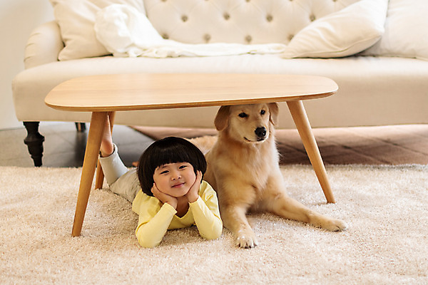 포토 JPG 전신 한마리 남자 반려견 어린이 엎드리기 탁자 함께함 실내 한명 앞모습 반려동물 소파 턱괴기 한국인 골든리트리버 강아지 즐거움 반려 소년한명만 국내포토 동물 1 감정 뷰포인트 가구 컨셉 의자 모션 사람 동양인 내부 개 리트리버 남자한명만 소년만 파일형식