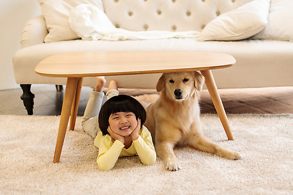 포토 JPG 전신 한마리 남자 반려견 어린이 엎드리기 탁자 함께함 실내 한명 앞모습 반려동물 소파 턱괴기 한국인 골든리트리버 강아지 즐거움 반려 소년한명만 국내포토 동물 1 감정 뷰포인트 가구 컨셉 의자 모션 사람 동양인 내부 개 리트리버 남자한명만 소년만 파일형식