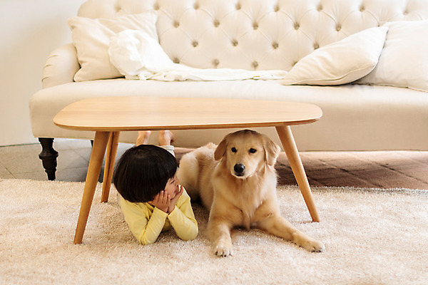 포토 JPG 전신 한마리 남자 반려견 어린이 엎드리기 탁자 함께함 실내 한명 앞모습 반려동물 소파 턱괴기 한국인 골든리트리버 강아지 즐거움 반려 소년한명만 국내포토 동물 1 감정 뷰포인트 가구 컨셉 의자 모션 사람 동양인 내부 개 리트리버 남자한명만 소년만 파일형식
