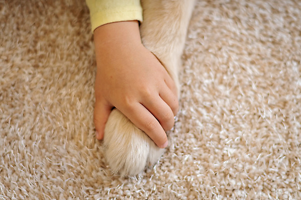 포토 JPG 한마리 손 남자 반려견 어린이 발 함께함 실내 한명 신체부위 반려동물 한국인 잡기 골든리트리버 강아지 즐거움 반려 소년한명만 국내포토 동물 1 감정 컨셉 모션 사람 동양인 내부 개 리트리버 남자한명만 소년만 파일형식