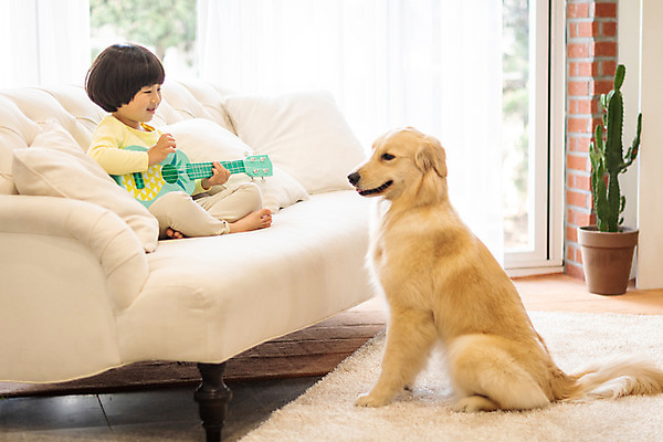 포토 JPG 전신 한마리 남자 반려견 어린이 연주 놀이 함께함 실내 한명 앉기 옆모습 반려동물 소파 한국인 골든리트리버 강아지 우쿨렐레 즐거움 반려 소년한명만 국내포토 동물 1 감정 음악 뷰포인트 컨셉 의자 모션 현악기 사람 동양인 내부 개 리트리버 남자한명만 소년만 파일형식