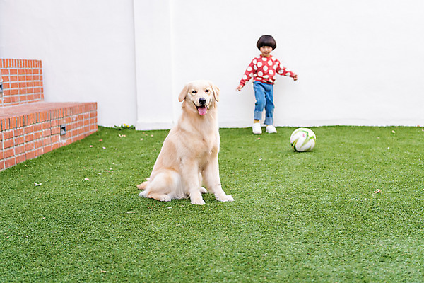 포토 JPG 주간 전신 한마리 남자 반려견 어린이 축구공 놀이 함께함 한명 서기 야외 앞모습 반려동물 계단 축구 한국인 골든리트리버 강아지 즐거움 반려 소년한명만 국내포토 자연요소 동물 1 감정 뷰포인트 컨셉 공 축구용품 모션 사람 동양인 구기 개 리트리버 남자한명만 소년만 파일형식
