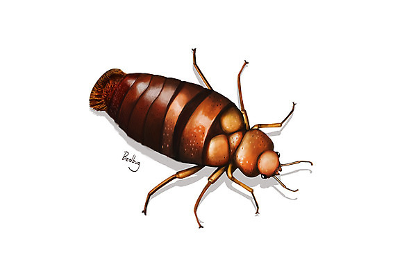 PSD 한마리 곤충 일러스트 사람없음 해충 벌레 디테일 빈대 국내일러스트 동물 1 파일형식