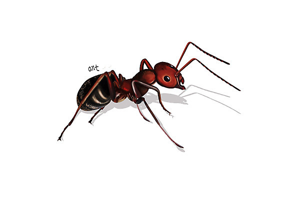 PSD 한마리 곤충 일러스트 사람없음 해충 벌레 디테일 붉은불개미 국내일러스트 동물 1 개미 파일형식