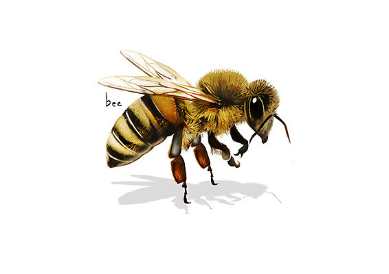 PSD 한마리 곤충 일러스트 사람없음 해충 벌레 벌 디테일 국내일러스트 동물 1 파일형식