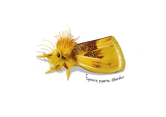 PSD 한마리 곤충 일러스트 사람없음 해충 벌레 디테일 무늬독나방 국내일러스트 동물 1 나방 파일형식