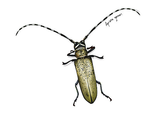 PSD 한마리 곤충 일러스트 사람없음 해충 벌레 디테일 뽕나무하늘소 국내일러스트 동물 1 하늘소 파일형식