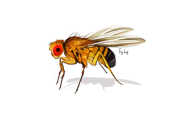 PSD 한마리 곤충 일러스트 사람없음 해충 벌레 날파리 디테일 국내일러스트 동물 1 파리_곤충 파일형식