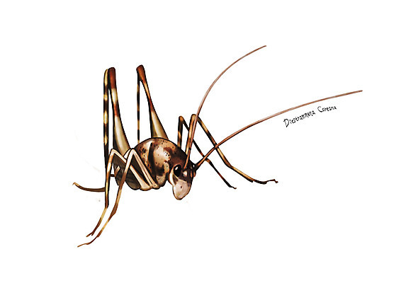 PSD 한마리 곤충 일러스트 사람없음 해충 벌레 디테일 곱등이 국내일러스트 동물 1 파일형식