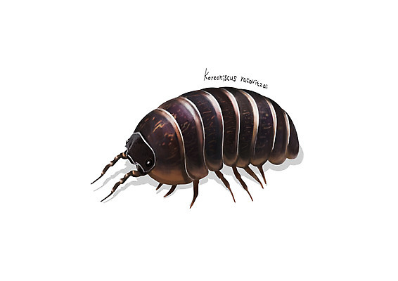 PSD 한마리 곤충 일러스트 사람없음 해충 벌레 디테일 쥐며느리 국내일러스트 동물 1 파일형식