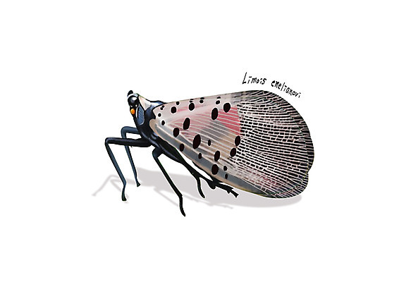 PSD 한마리 곤충 일러스트 사람없음 해충 벌레 디테일 꽃매미 국내일러스트 동물 1 파일형식